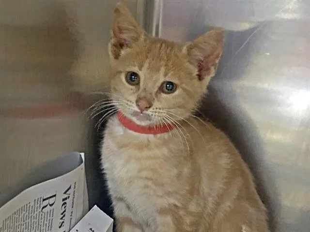 A baby small-sized female Domestic Short Hair cat named Sassafras for adoption in Charlotte, NC
