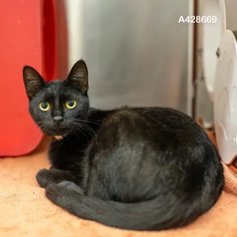 A young medium-sized female Domestic Short Hair cat named A for adoption in Conroe, TX