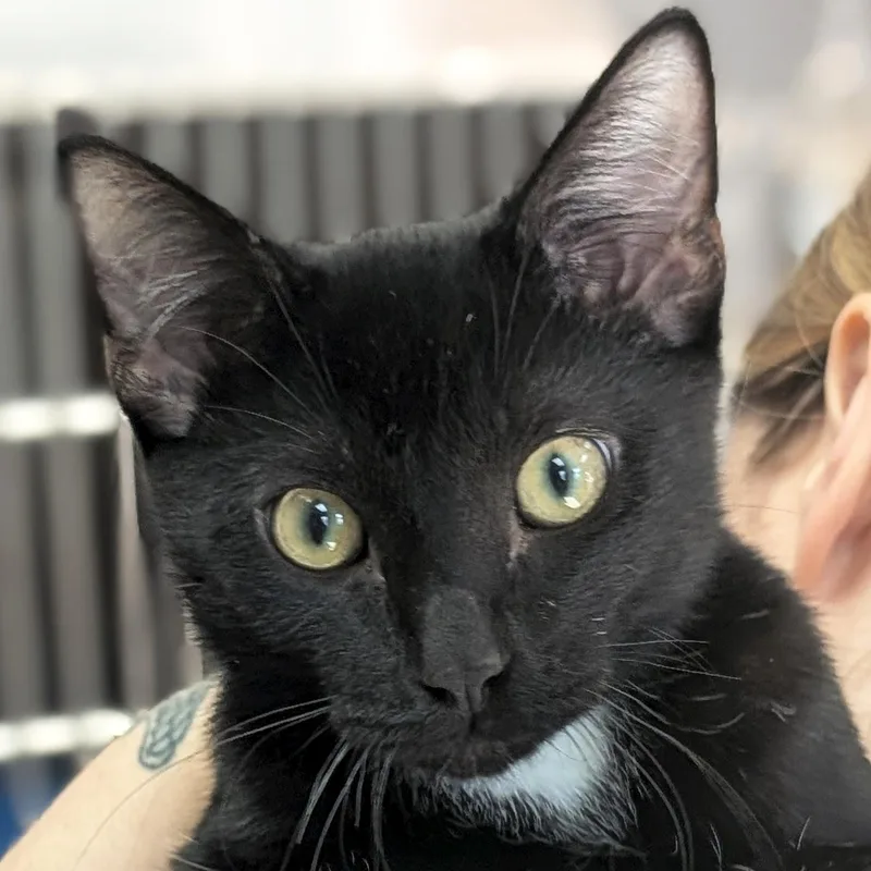 A young medium-sized male Black Domestic Short Hair cat named Elliot for adoption in Jefferson, WI