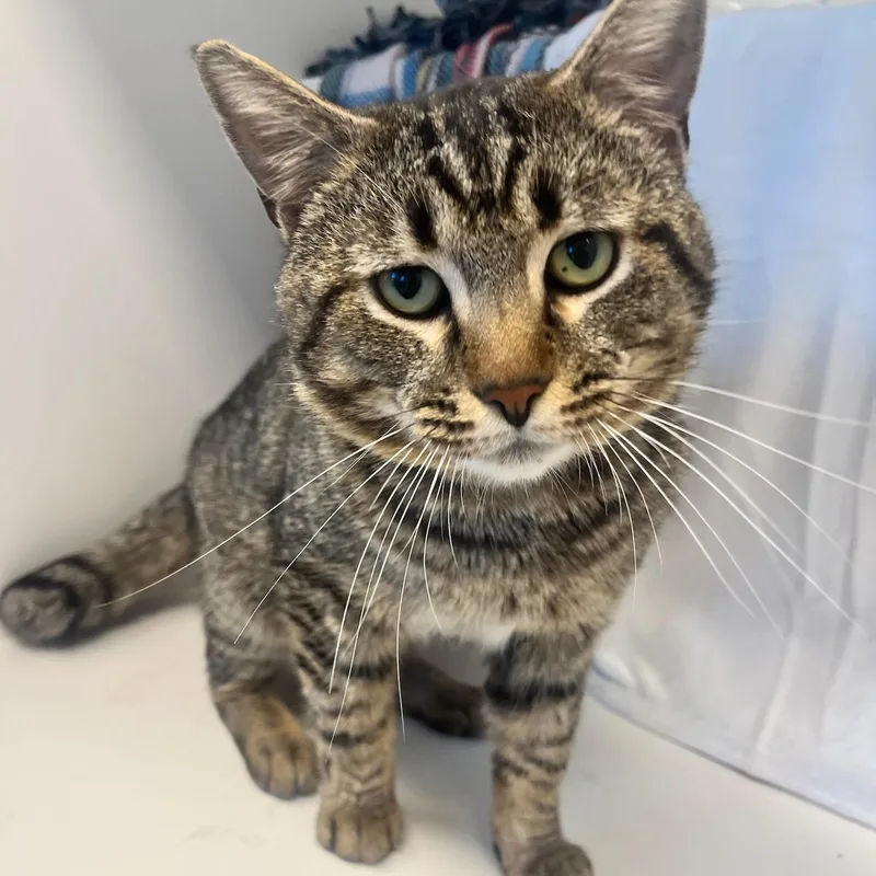 An adult medium-sized male Tabby (Brown / Chocolate) Domestic Short Hair cat named Stu for adoption in Manassas, VA