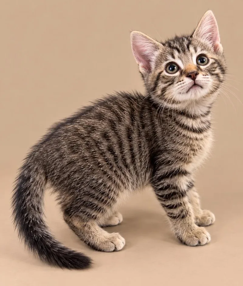 A baby small-sized male Domestic Short Hair cat named Ezra for adoption in Ewing, NJ