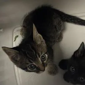 A baby small-sized male Brown / Chocolate Domestic Short Hair cat named Alice for adoption in Tempe, AZ