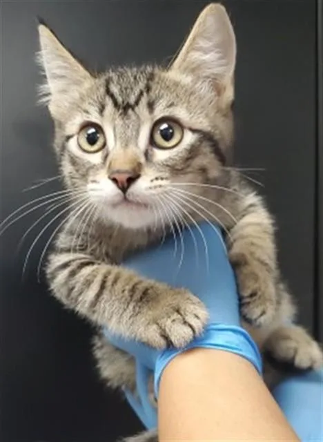 A baby small-sized male Domestic Short Hair cat named Aspen for adoption in San Bernardino, CA