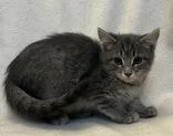 A young medium-sized male Domestic Short Hair cat named Cinnamon for adoption in Buffalo, MN