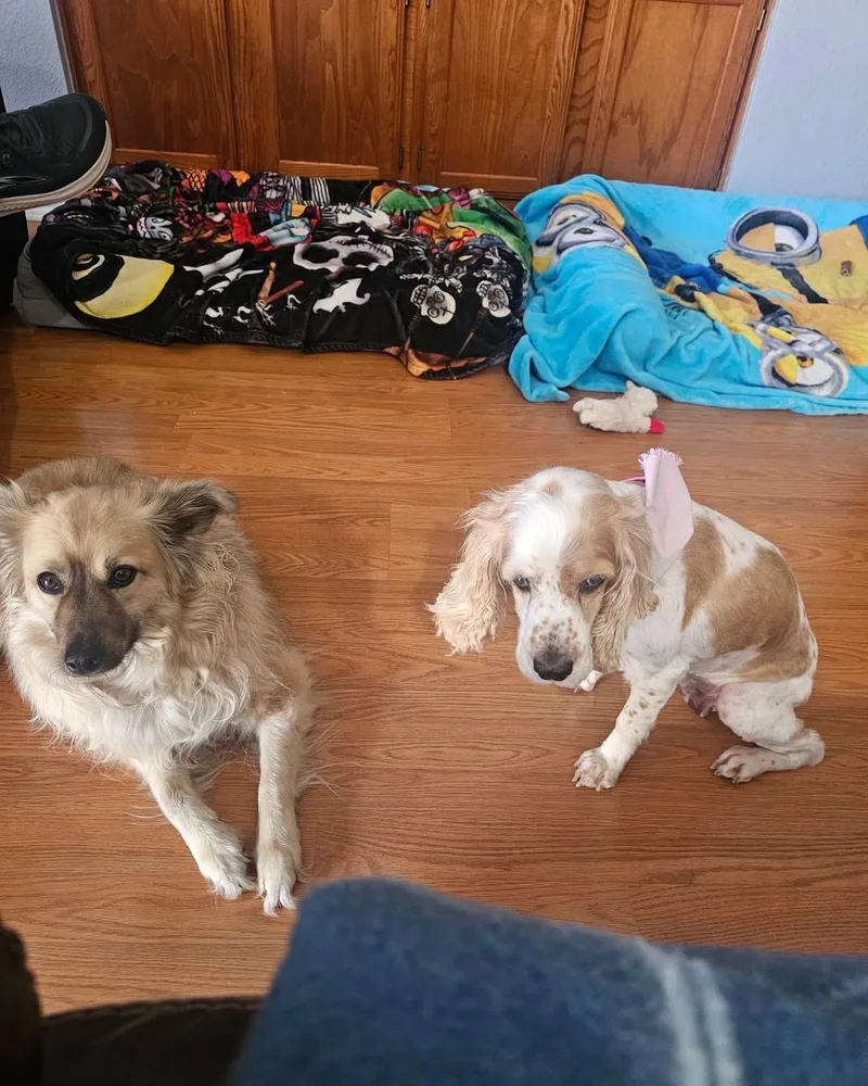An adult small-sized female Golden Cocker Spaniel dog named Maisie for adoption in New Rochelle, NY