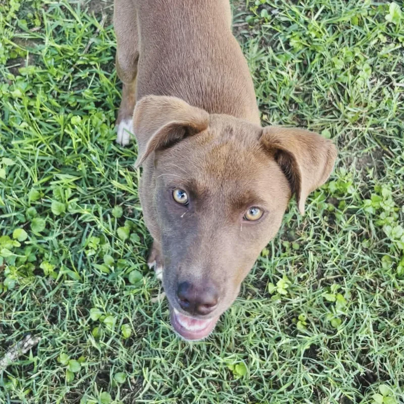 A young medium-sized female Brown / Chocolate Labrador Retriever dog named Duchess for adoption in Austin, TX
