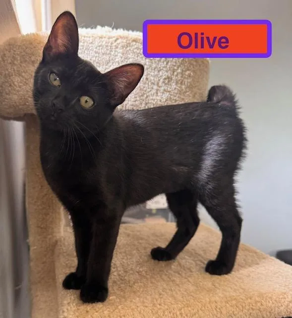 A baby medium-sized female Domestic Short Hair cat named Olive for adoption in Zimmerman, MN