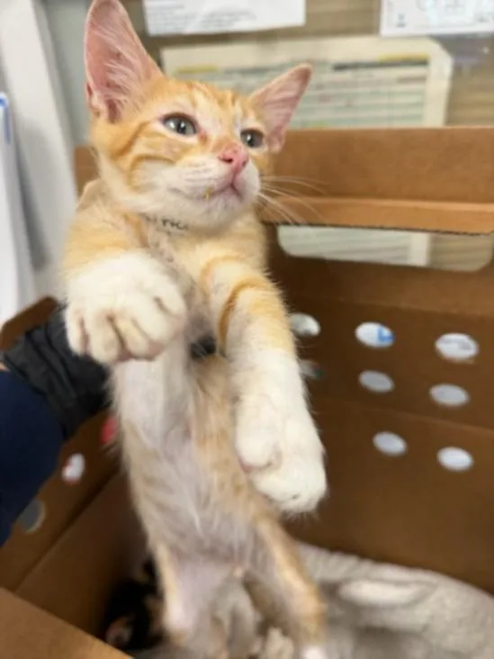A baby small-sized male Domestic Short Hair cat named Park for adoption in Van Nuys, CA