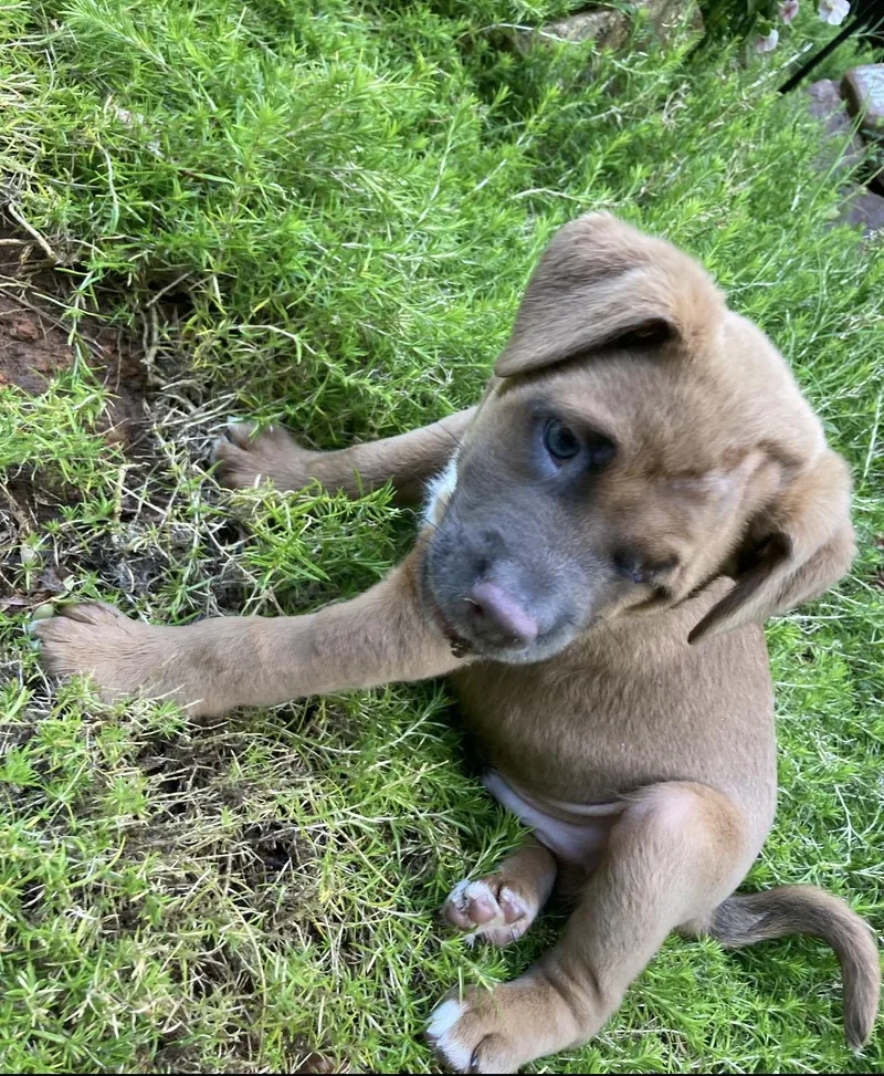 A baby medium-sized male Brown / Chocolate Pit Bull Terrier dog named Diesel for adoption in Kannapolis, NC