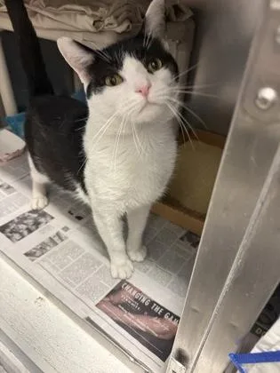 An adult small-sized male Domestic Short Hair cat named Squints for adoption in Madison, NJ