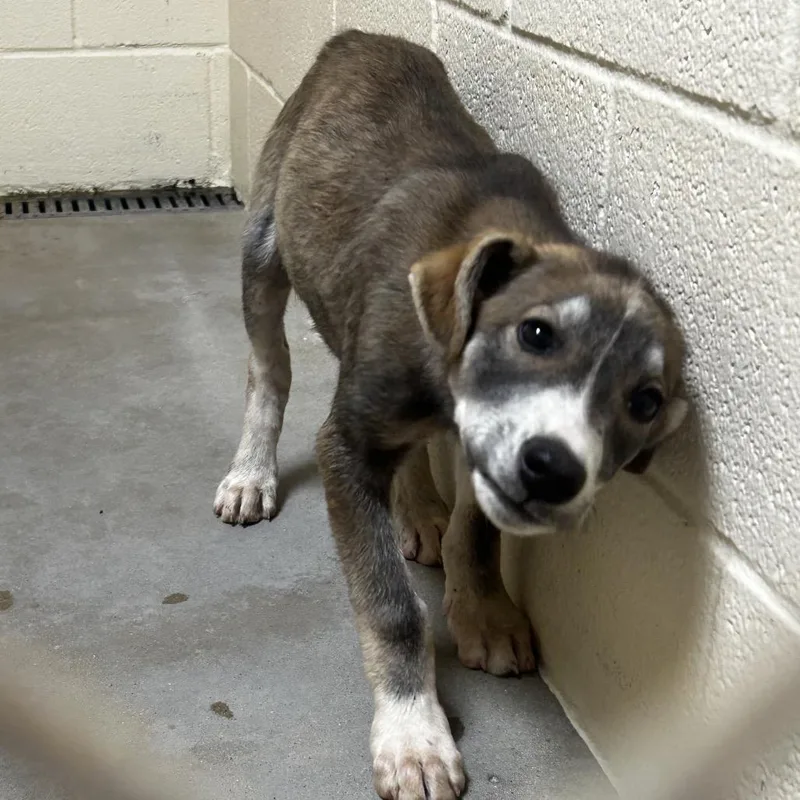 A baby small-sized male Brown / Chocolate Labrador Retriever dog named Sparky for adoption in Palestine, TX
