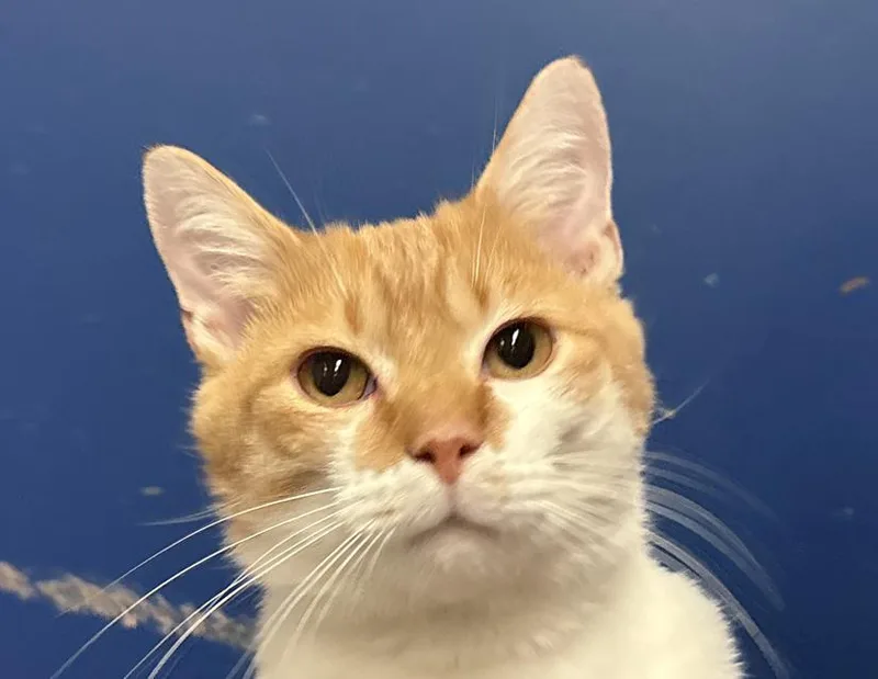 An adult medium-sized male Orange & White Domestic Short Hair cat named Charlie Brown for adoption in Columbus, IN