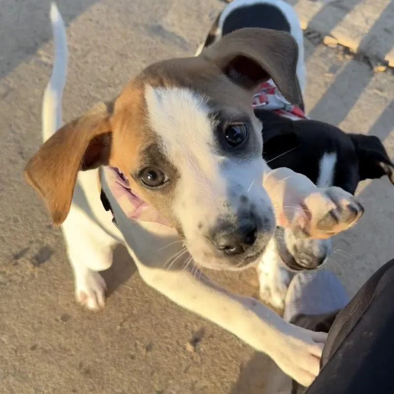 A baby medium-sized female Yellow / Tan / Blond / Fawn Mixed Breed dog named Fiona for adoption in Alexandria, VA