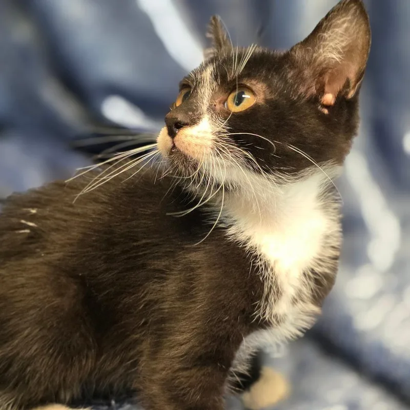 A baby medium-sized male Black & White / Tuxedo Domestic Short Hair cat named Guacamole for adoption in Wiggins, MS