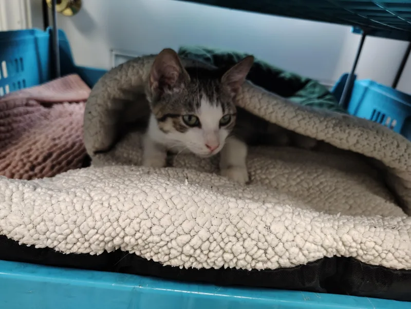 A baby medium-sized male Tabby (Buff / Tan / Fawn) Domestic Short Hair cat named Kevin for adoption in Farmington, MO