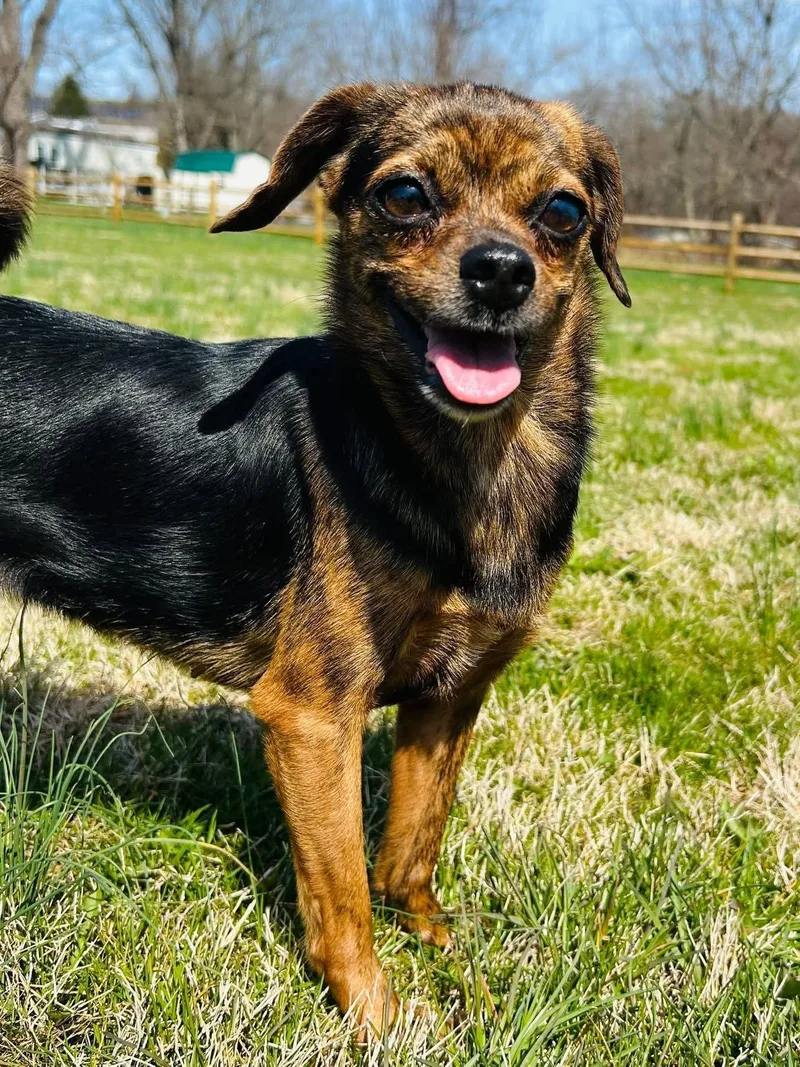 A young small-sized female Chihuahua dog named Maria for adoption in Elizabethtown, PA