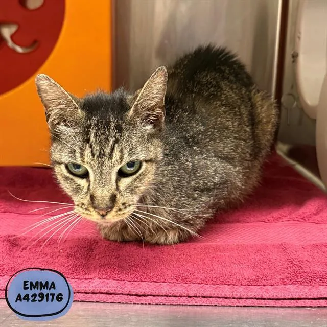 A senior medium-sized female Domestic Short Hair cat named Emma for adoption in Conroe, TX