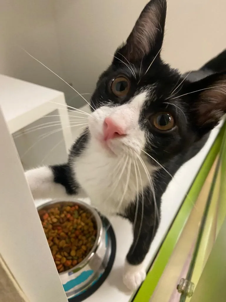 A baby medium-sized male Domestic Short Hair cat named Cat Condo   for adoption in Greenville, TX