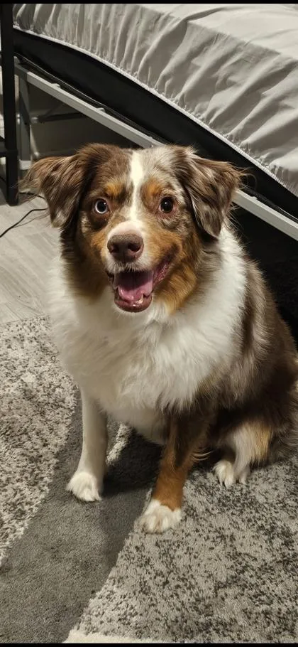 An adult medium-sized male Australian Shepherd dog named Light for adoption in Farmers Branch, TX
