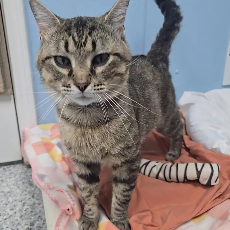 An adult medium-sized male Tabby (Brown / Chocolate) Domestic Short Hair cat named Woody for adoption in Farmington, MO