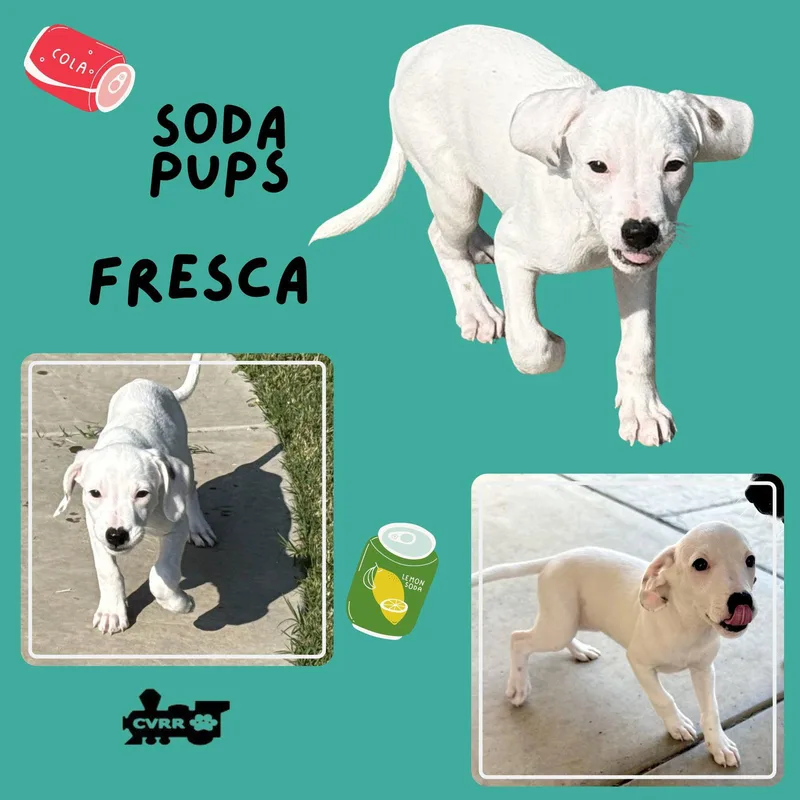 A baby small-sized female Terrier dog named Fresca for adoption in Lindsay, CA