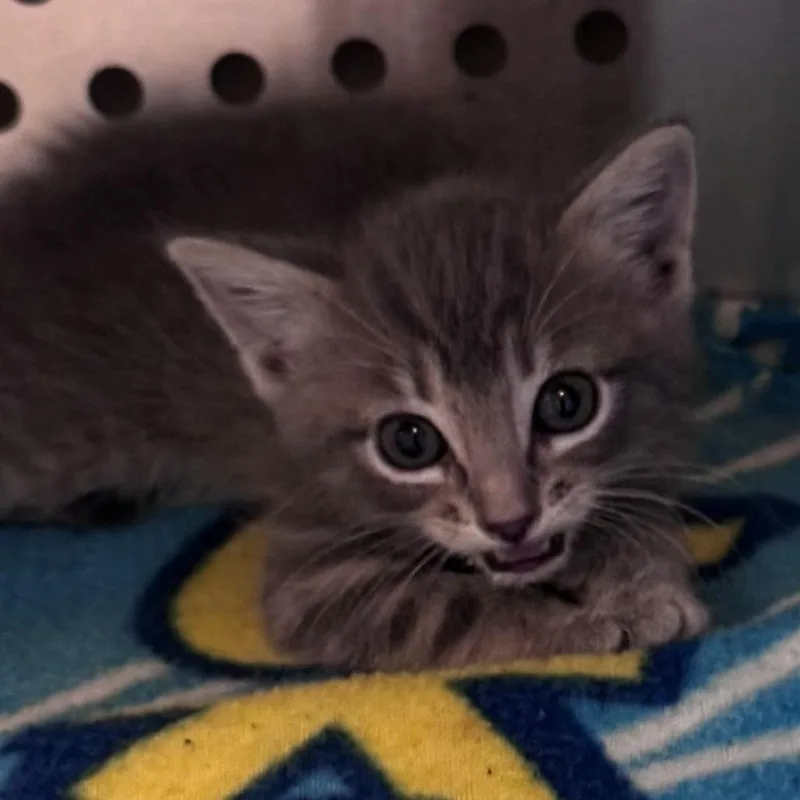 A baby small-sized female Domestic Short Hair cat named Apple Cider for adoption in Norman, OK