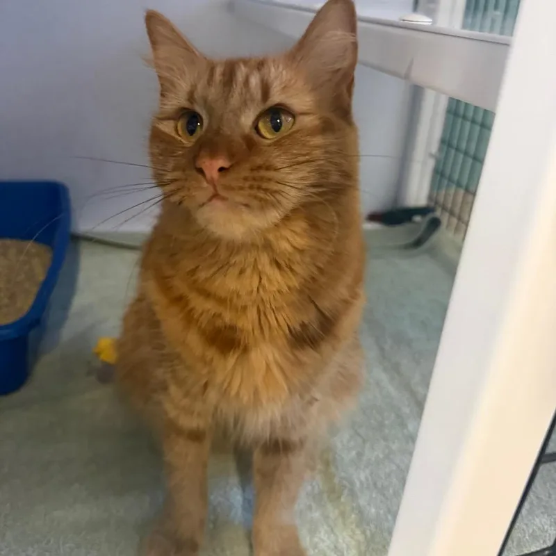 An adult medium-sized female Orange / Red Domestic Medium Hair cat named Cleo for adoption in Sarasota, FL