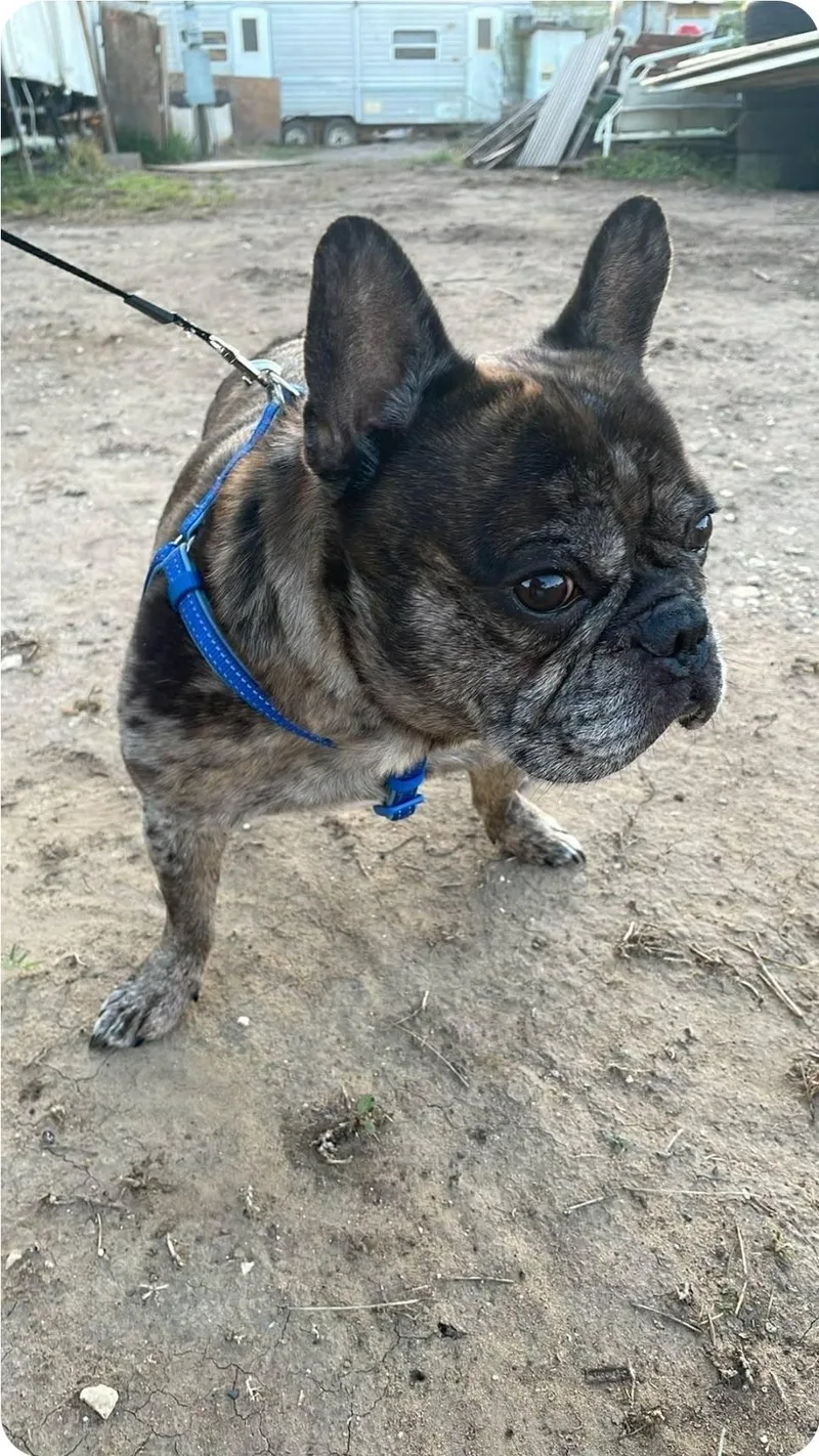 A young small-sized male Merle (Red) French Bulldog dog named Deuce for adoption in Paramus, NJ
