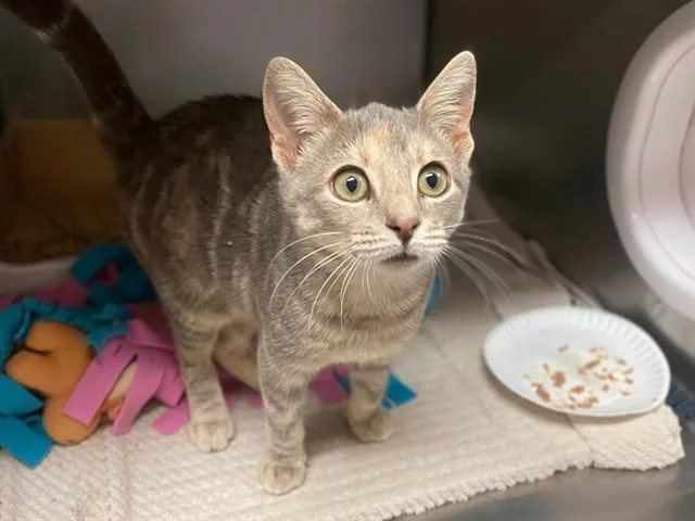 A baby small-sized female Domestic Short Hair cat named Joulia Ghoulia for adoption in Fort Wayne, IN