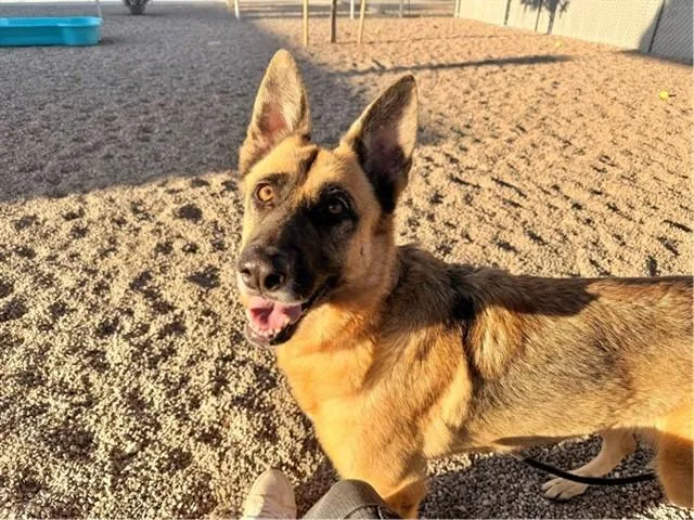 An adult large-sized female German Shepherd Dog dog named Freya for adoption in Mesa, AZ