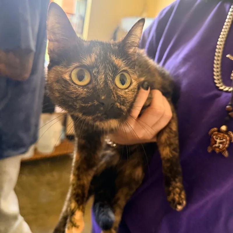 A young small-sized female Black Domestic Short Hair cat named Nebula for adoption in Corinth, MS