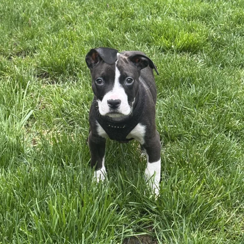 A baby medium-sized male Black Pit Bull Terrier dog named Larry for adoption in Northville, MI