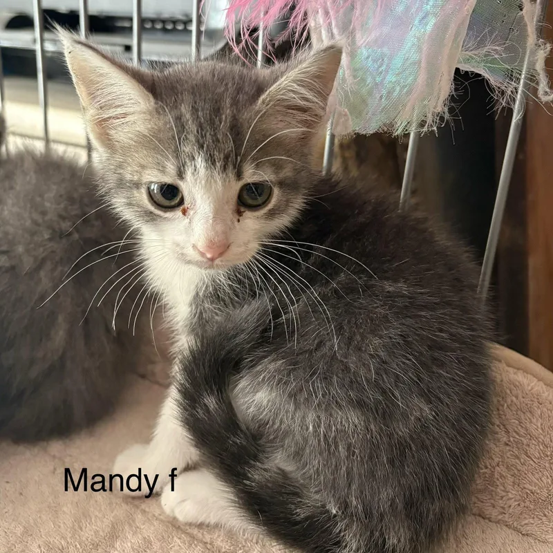 A baby medium-sized female Gray / Blue / Silver Domestic Short Hair cat named Mandy for adoption in White Bluff, TN