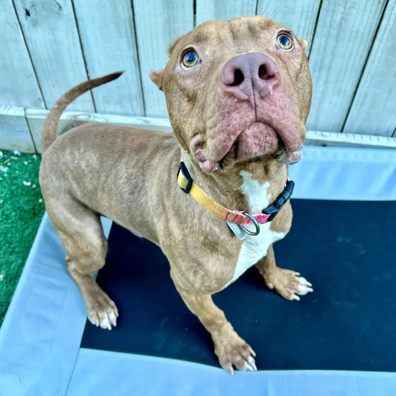 Harvey Dent thumbnail 2