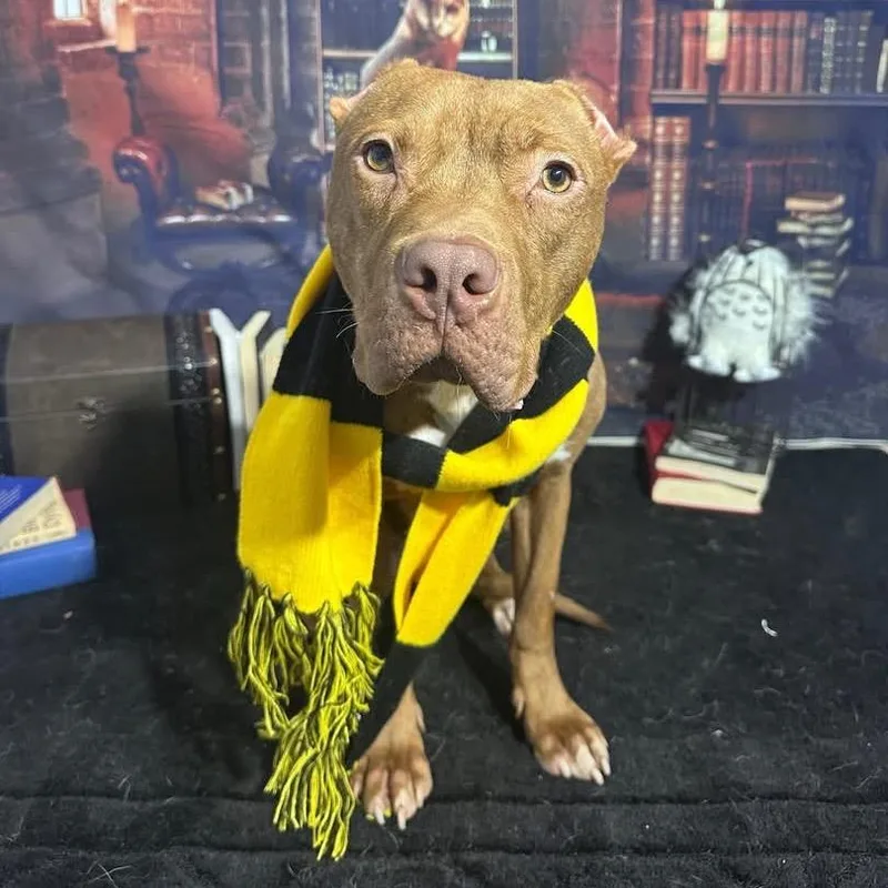 Harvey Dent thumbnail 3