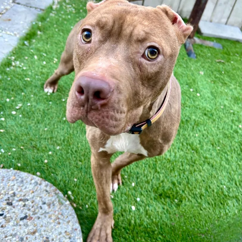 Harvey Dent thumbnail 4