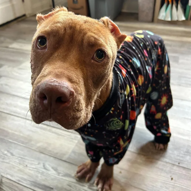 Harvey Dent thumbnail 5