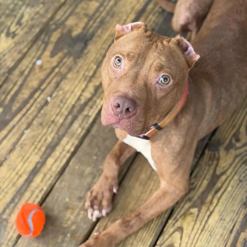 Harvey Dent thumbnail 6