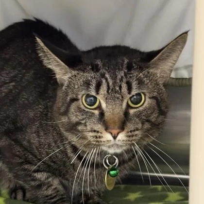 An adult large-sized male Tabby (Brown / Chocolate) Domestic Short Hair cat named Tatsu for adoption in Lansing, MI