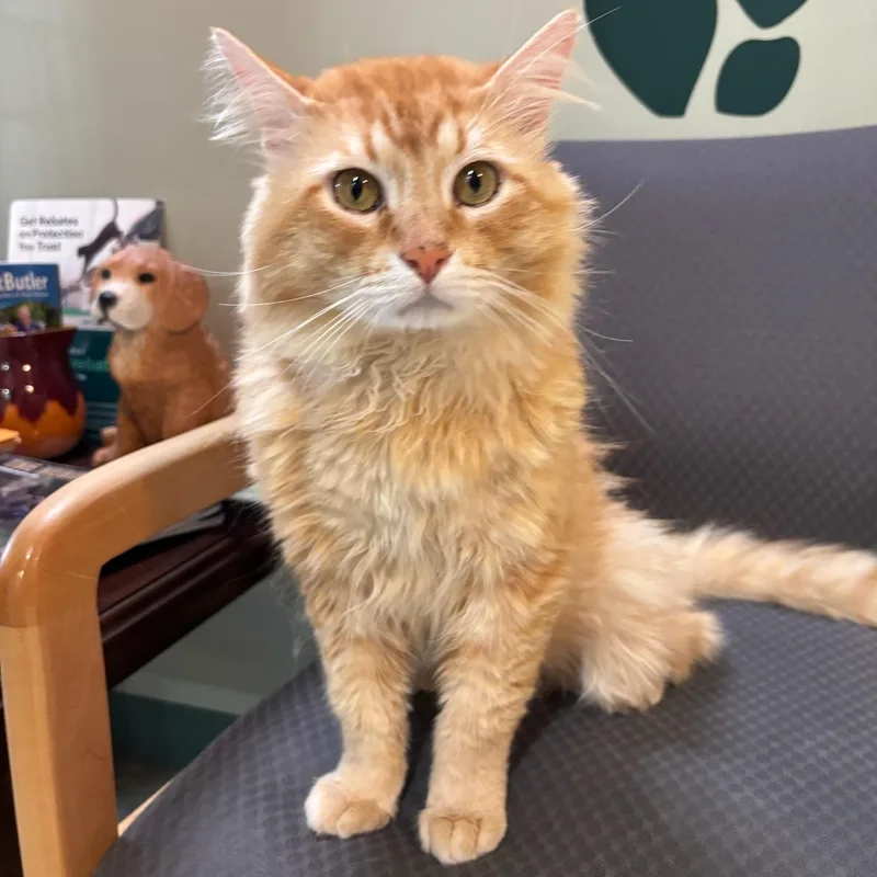An adult large-sized male Orange & White Domestic Long Hair cat named Ozzy for adoption in Kent, WA