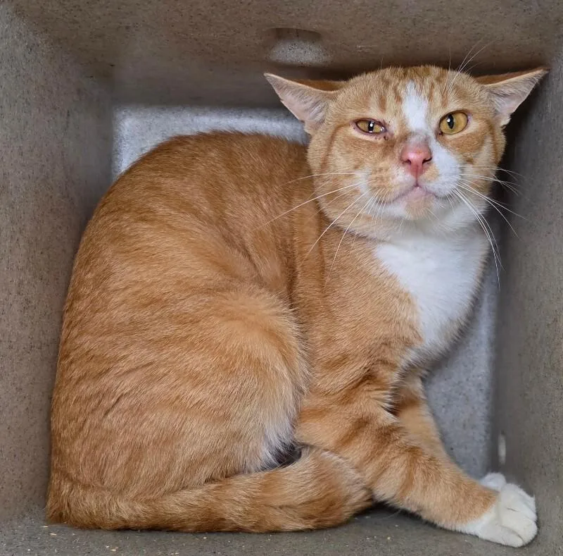 An adult medium-sized male Domestic Short Hair cat named Bard for adoption in Roanoke, VA