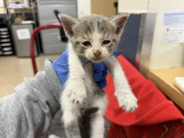 A baby small-sized female Domestic Short Hair cat named Pixie for adoption in Miami, FL