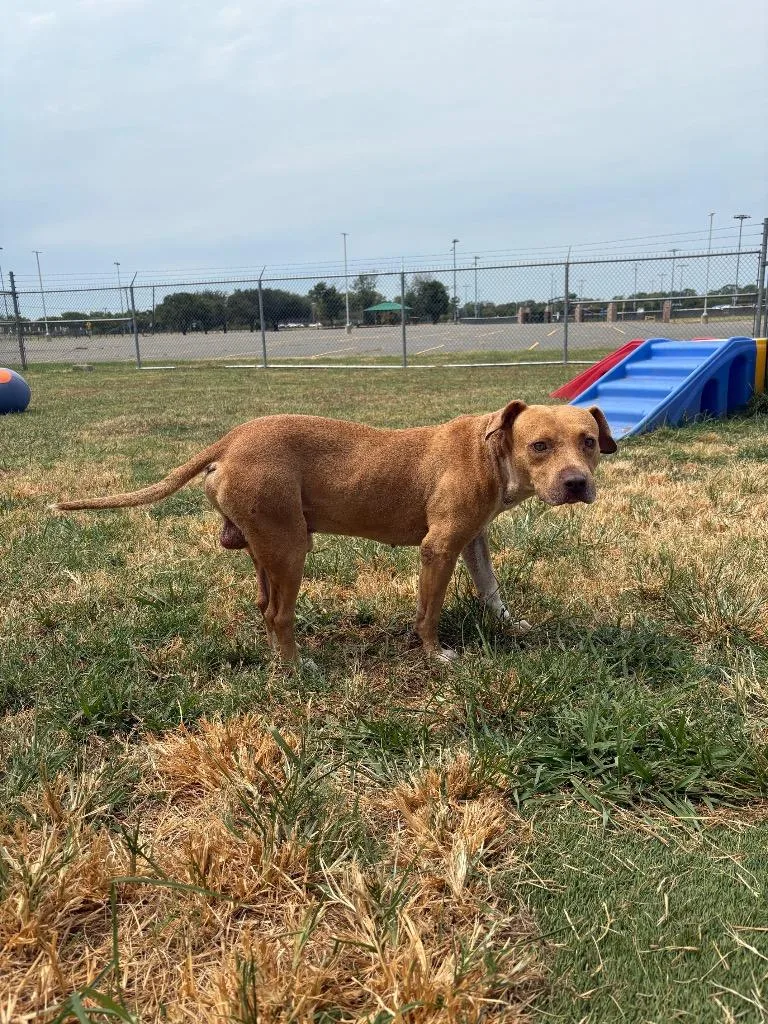 An adult medium-sized male Mixed Breed dog named Tobias for adoption in Bossier City, LA