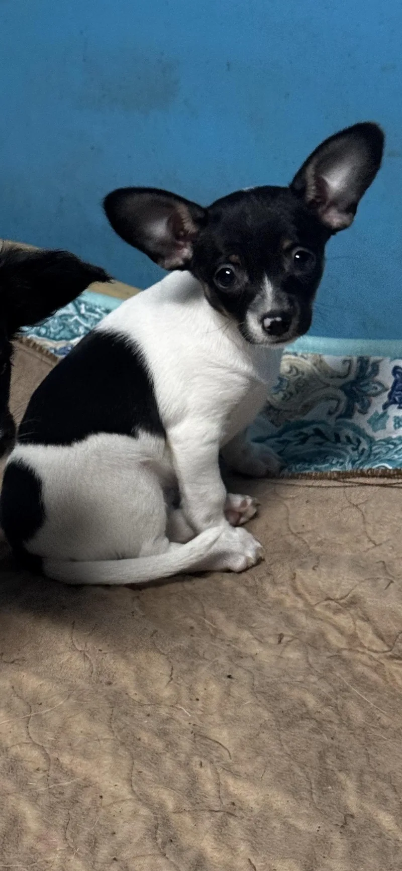 Penelope