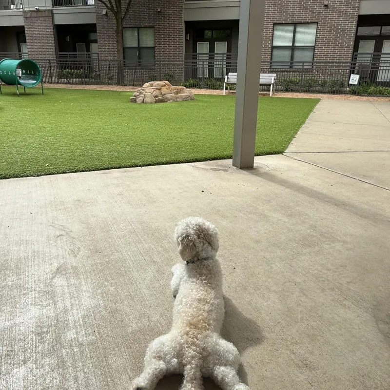 Fern thumbnail 3