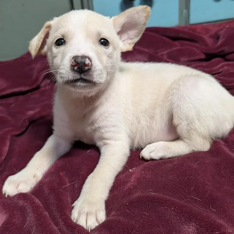 A baby medium-sized male White / Cream Mixed Breed dog named Tana for adoption in Chicago, IL