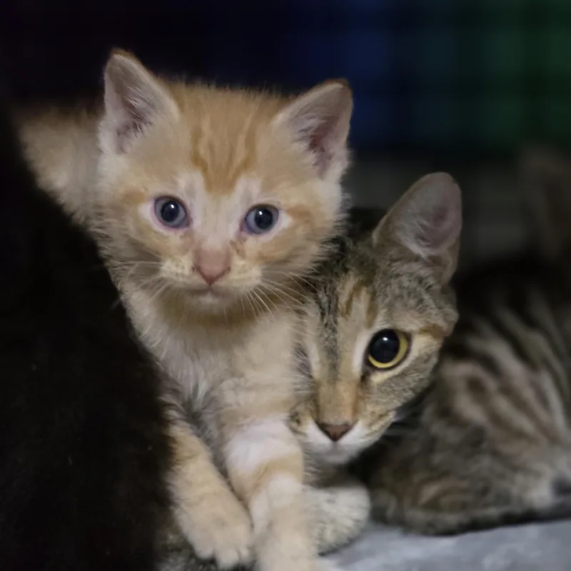 A baby medium-sized male Tabby (Orange / Red) Domestic Short Hair cat named Jamie for adoption in Johnson City, TN
