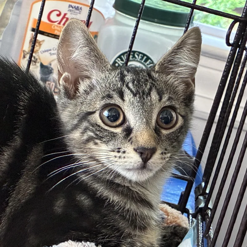 A baby medium-sized female Tabby (Buff / Tan / Fawn) Domestic Short Hair cat named Georgia for adoption in Roslyn Heights, NY