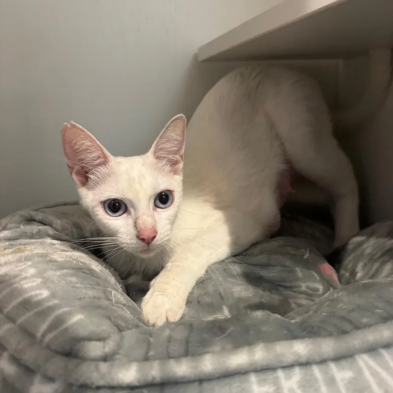 A young medium-sized female White Domestic Short Hair cat named Widow for adoption in Buellton, CA