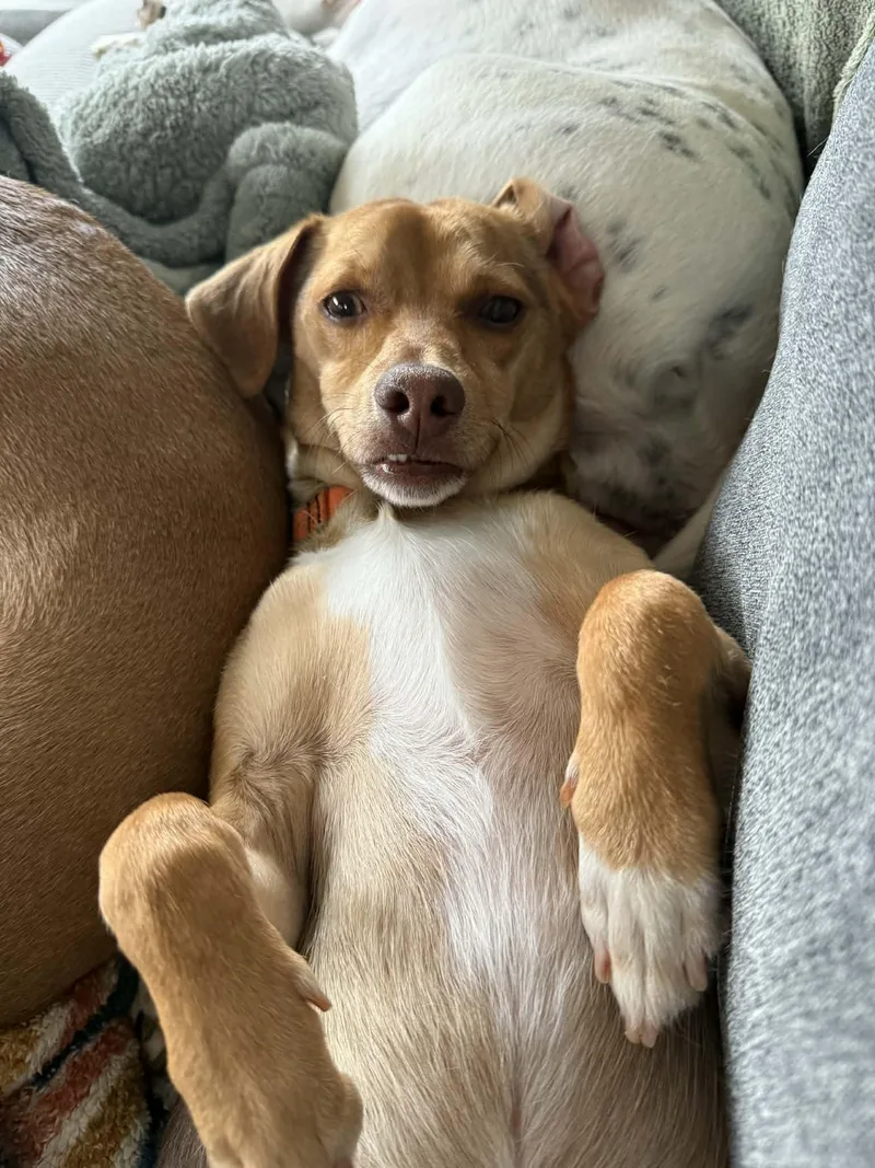 An adult small-sized male Bicolor Mixed Breed dog named Choco for adoption in Portland, ME